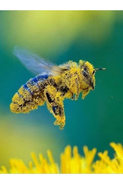 TohumGübre 20.000 Adet Arı Otu Korunga Tohumu ürün görseli