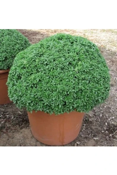 Tarımsal ve Hayvansal Ürünler Sivrisinek Savar Tohumu (Ortalama 750 Adet) - Resim 2