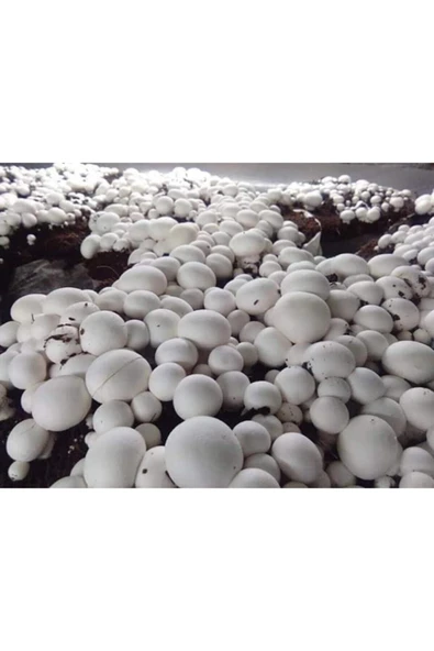 TohumGübre 2000 Adet Beyaz Şapkalı Kültür Mantarı Tohumu - Resim 4