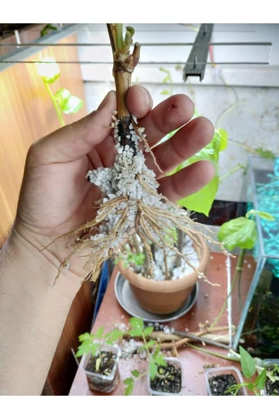 TohumGübre 50 ml Bitki Köklendiren Hormon Ve 6 Litre Bitki Köklendirme Perliti İkisi Bir Aradadır