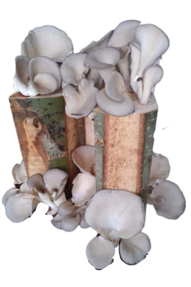 Tarımsal ve Hayvansal Ürünler Kütükte İstiridye Mantarı Deneme Hobi Kiti - Resim 3