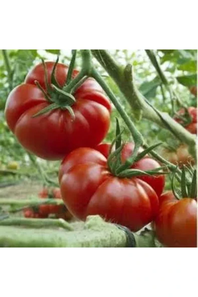 TohumGübre 25 Adet Köylü Domatesi Tohumu - Resim 3