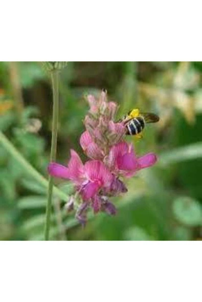 TohumGübre 2000 Adet Arı Otu Korunga Tohumu ürün görseli