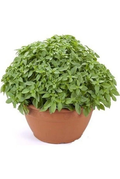 TohumGübre Ortalama 750 Adet Yeşil Top Fesleğen Tohumu - Resim 3