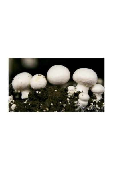 TohumGübre Kültür Mantarı Tohumu (10.000 Adet) + Ekim Poşeti + Yönerge ürün görseli