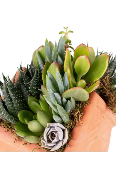 Tarımsal ve Hayvansal Ürünler 13 Litre Sulukent Ekim ve Bakım Torfu - 5