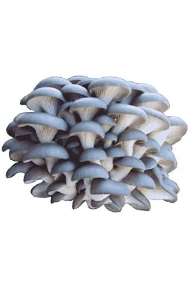 TohumGübre 20.000 Adet Kayın Mantarı Tohumu, Yeteri Kadar Ekim Poşeti, Mantar Ekim Yönergesi ürün görseli