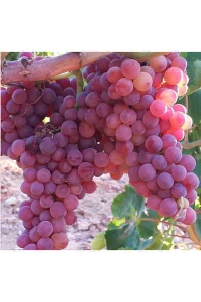 Tarımsal ve Hayvansal Ürünler 5000 Adet Üzüm Fidanı Tohumu - Resim 4
