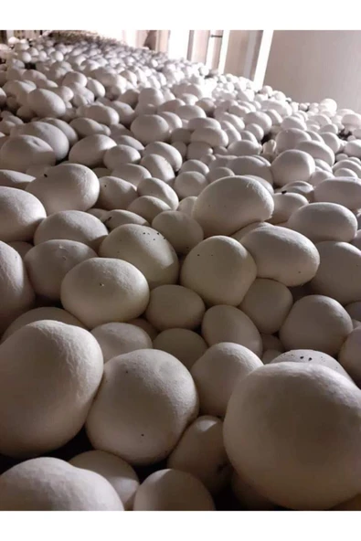 TohumGübre En Az 20.000 Adet Kültür Mantarı Tohumu, Ekim Poşetleri Ve Eğitim Yönergesi - Resim 2