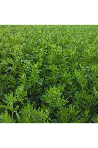 TohumGübre Yonca Tohumu 20.000 Adet - Resim 2