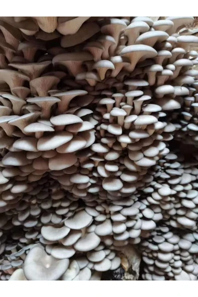 TohumGübre 20.000 Adet Yazlık Kavak Mantarı Tohumu - Resim 4