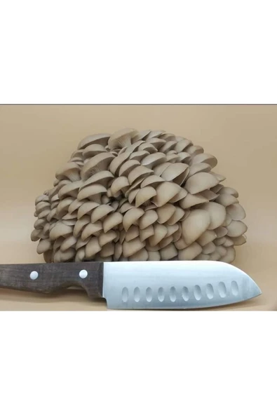 TohumGübre 20.000 Adet Yazlık Kavak Mantarı Tohumu - Resim 2