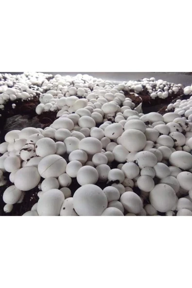 TohumGübre 20.000 Beyaz Şapkalı Kültür Mantarı Tohumu + Ekim Poşeti Ve Yönerge - Resim 3