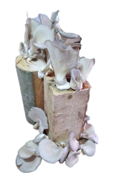 Tarımsal ve Hayvansal Ürünler Kütükte İstiridye Mantarı Deneme Hobi Kiti - Resim 2