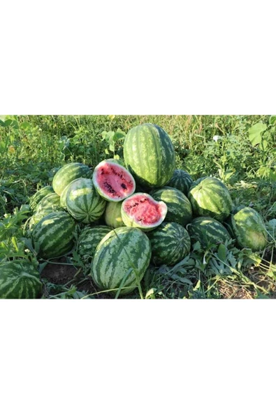 TohumGübre 600 Adet Köylü Karpuzu Ata Tohumu - Resim 5