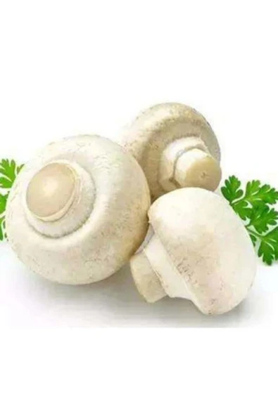 TohumGübre 2000 Adet Beyaz Şapkalı Kültür Mantarı Tohumu ürün görseli