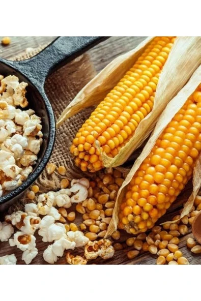 TohumGübre 600 Adet Patlaklık Patlatmalık Mısır Tohumu ürün görseli