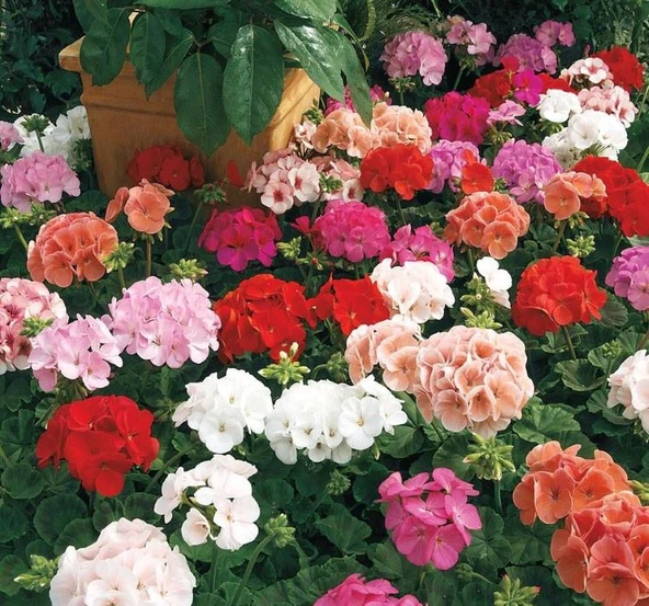 1 Adet Sardunya Çiçeği + 1 Adet Ceylan Gözü Fidanı 10-20 cm - 2
