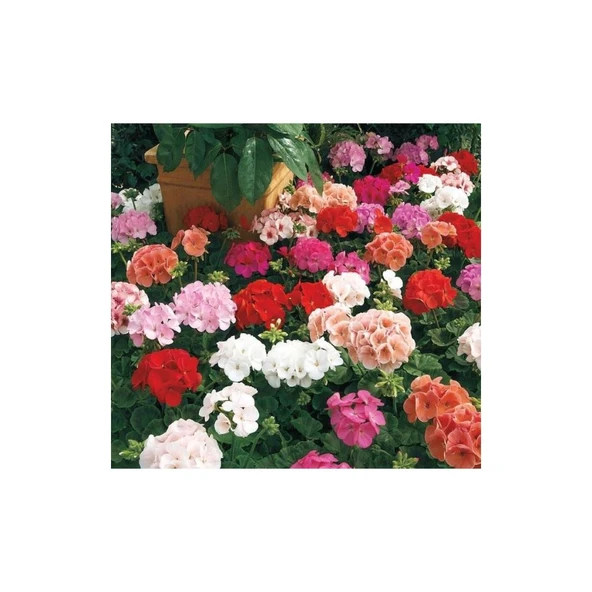 1 Adet Sardunya Çiçeği + 1 Adet Ceylan Gözü Fidanı 10-20 cm - Resim 2