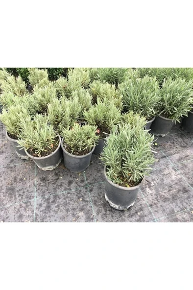 Lavanta Bitkisi , Lavanta Fidanı 20/25 Cm Lavanta Kargo Bedava - Resim 2