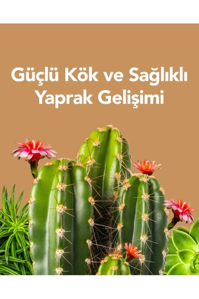 Petroturk Sukulent Sıvı Bitki Besini Kullanıma Hazır Güçlü Kök Ve Sağlıklı Yapraklar - 5