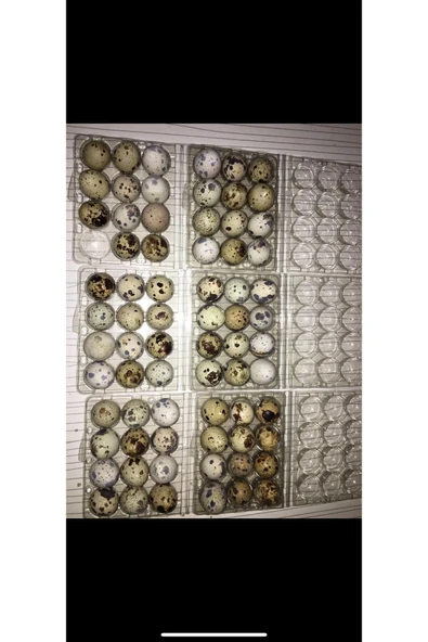 12 Adet Yemeklik Veya Kuluçkalık Ukrayna Jumbo Japon Karışık Bıldırcın Yumurtası - 4