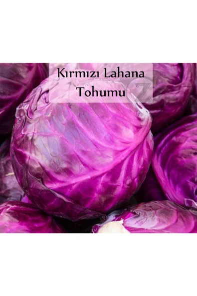 Kırmızı Lahana Tohumu 1 Paket Kırmızı Lahana Mor Lahana Tohumu Ekmeye Uygun Verimli Paket Tohum