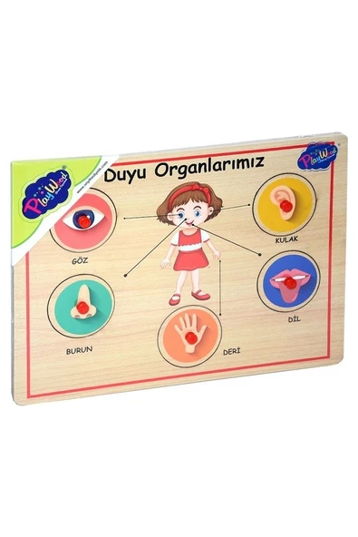 Ahşap Tutmalı Organlar - Renkli Renk