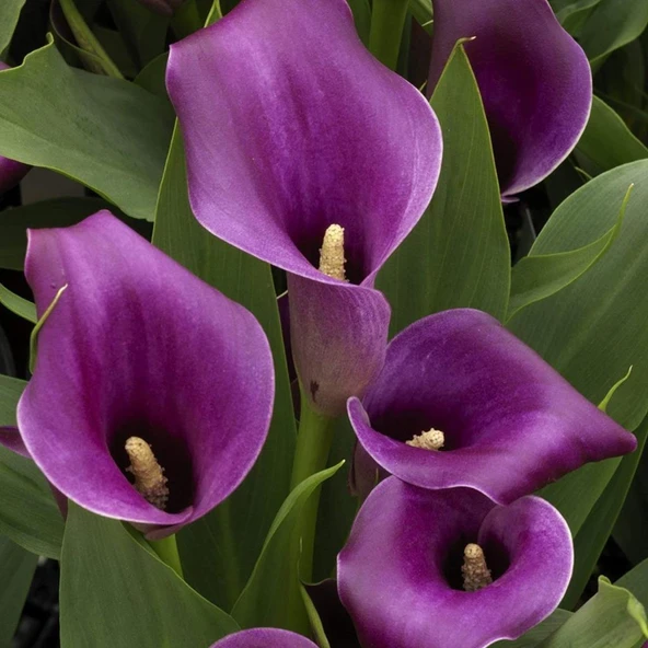 Gala gelin Çiçeği (Calla Lily) Mor 10-30 cm