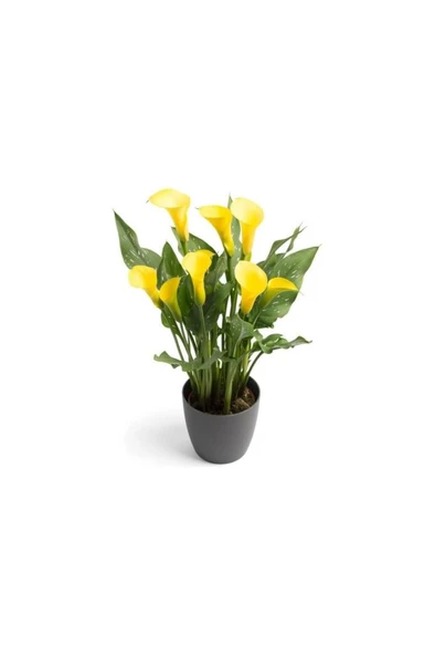 Sarı Gala Gelin Çiçeği (Calla Lily) 10-20  cm - Resim 2