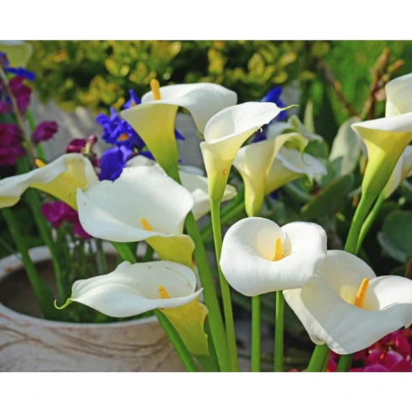 Beyaz Gala Kalla Çiçeği Fidanı Saksılı 10-30 cm