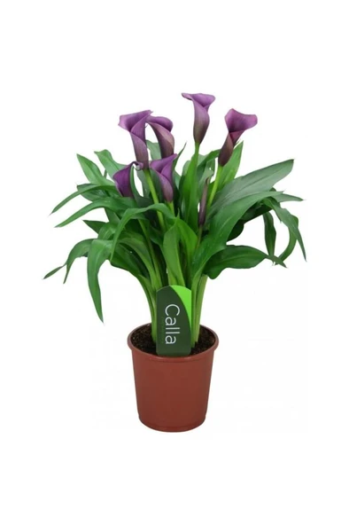 Mor Gala Gelin Çiçeği (Calla Lily) 10-30 cm