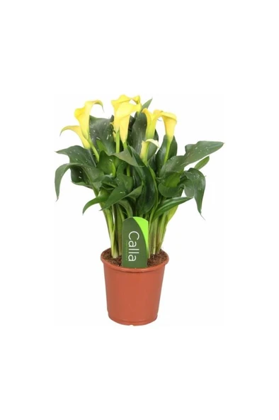 Sarı Gala Gelin Çiçeği (Calla Lily) 10-20  cm ürün görseli