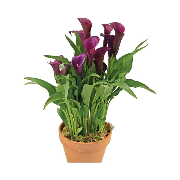 Gala Gelin Çiçeği (Calla Lily) Bordo 10-20 cm - Resim 3