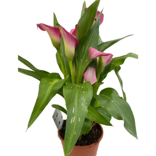 Gala Gelin Çiçeği Pembe 15-25 cm - Resim 2