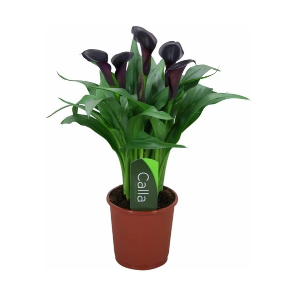 Gala Gelin Çiçeği (Calla Lily) Bordo 10-20 cm