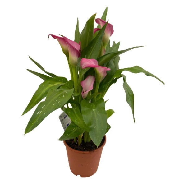 Gala Gelin Çiçeği Pembe 15-25 cm ürün görseli