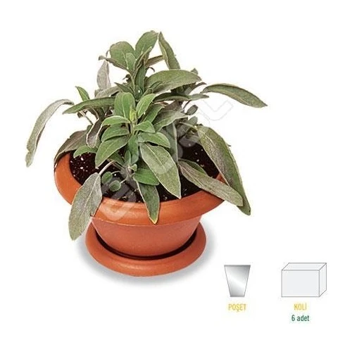 Hoş Kokulu Şalba Fidanı Salvia Adaçayı 15-25 cm