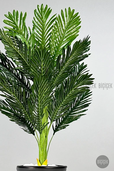 BİÇİÇEK 150cm Areka Ağacı Kumsal Saksıda - 11