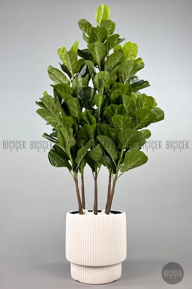 BİÇİÇEK Keman Yapraklı Kauçuk Bitkisi GALA Saksıda Fiddle Lyrata - 9