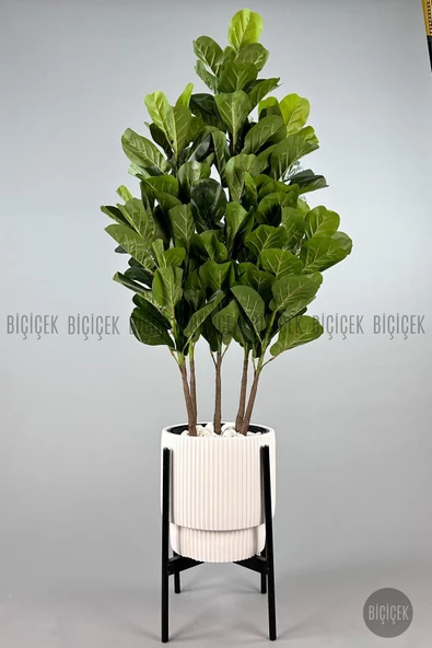 BİÇİÇEK Keman Yapraklı Kauçuk Bitkisi GALA Saksıda Fiddle Lyrata - 10