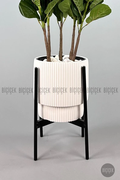 BİÇİÇEK Keman Yapraklı Kauçuk Bitkisi GALA Saksıda Fiddle Lyrata - 11