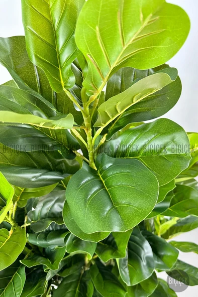 BİÇİÇEK Keman Yapraklı Kauçuk Bitkisi GALA Saksıda Fiddle Lyrata - 7