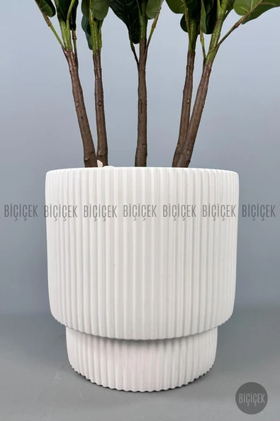 BİÇİÇEK Keman Yapraklı Kauçuk Bitkisi GALA Saksıda Fiddle Lyrata - 2