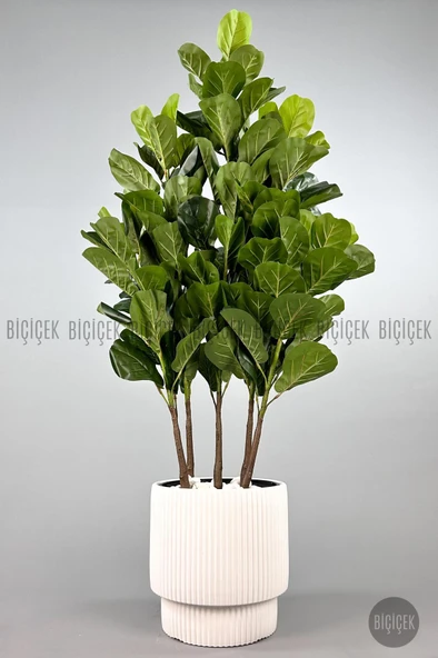 BİÇİÇEK Keman Yapraklı Kauçuk Bitkisi GALA Saksıda Fiddle Lyrata