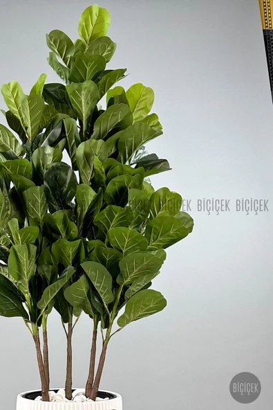 BİÇİÇEK Keman Yapraklı Kauçuk Bitkisi GALA Saksıda Fiddle Lyrata - 12