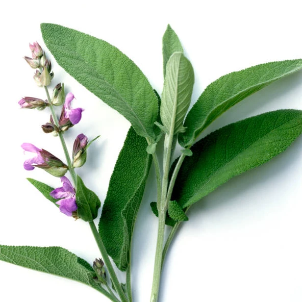 Salvia Officinalis Adaçayı Fidesi 10-20 cm - Resim 2