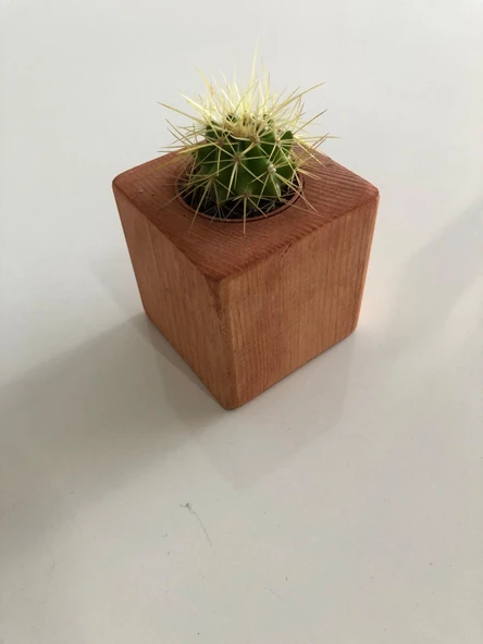 Kırmızı Doğal Ahşap Küp Saksı ve Canlı Kaktüs (Alindi015)