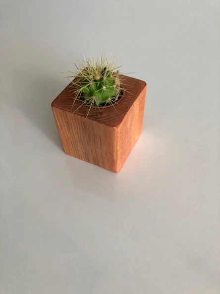 Kırmızı Doğal Ahşap Küp Saksı ve Canlı Kaktüs (Alindi015) - 2