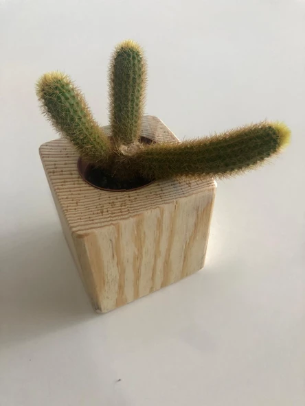 Doğal Renk Küp Kaktüs Saksısı ve Canlı Kaktüs (Alindi016)